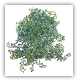 Ribosome visualization publication image